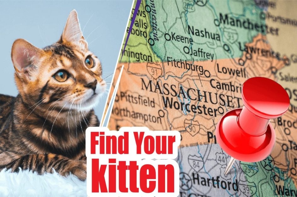 50+ Best Cat Breeders In Massachusetts 2021 (Kittens For Sale)