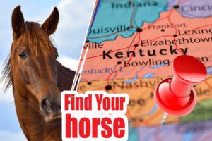 9 BEST REVIEWED HORSE BREEDERS IN Kentucky 2021 (HORSES FOR SALE)