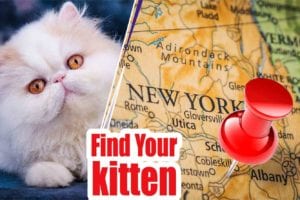 40+ BEST CAT BREEDERS IN New York 2021 (KITTENS FOR SALE)