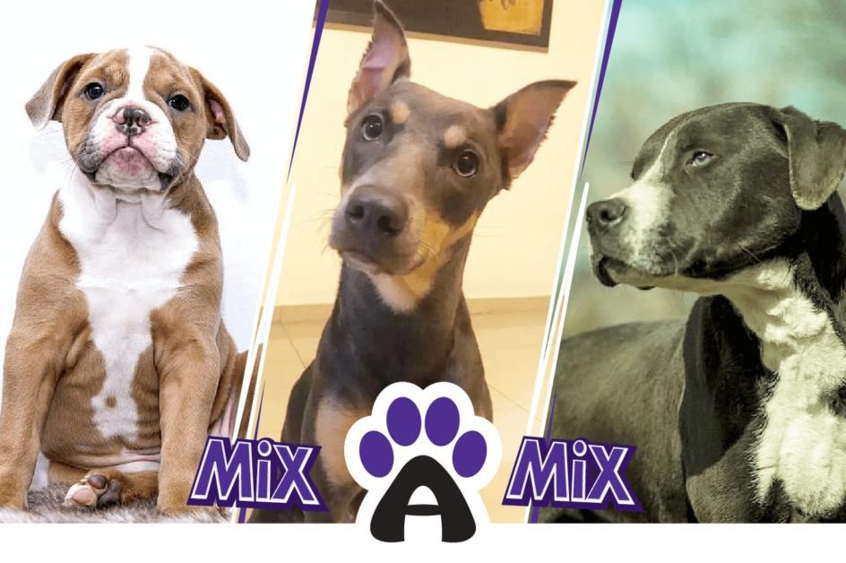 Pit Bull Mix Puppies: The Most Popular, Their Description and Features