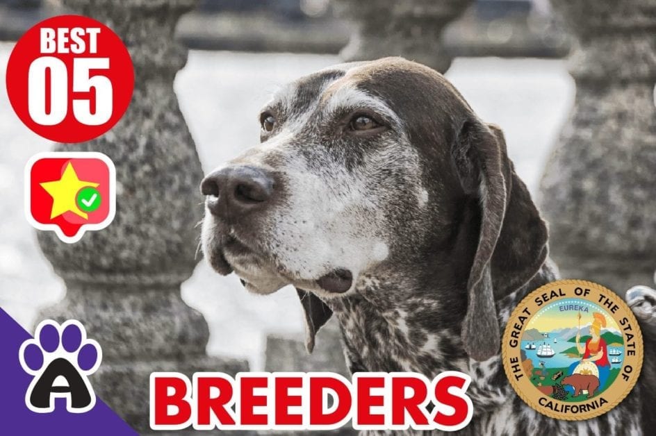 5 Best Reviewed German Shorthaired Breeders California 2021 (Puppies For Sale)