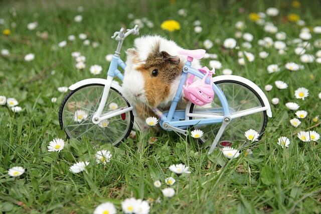 Why Are Guinea Pigs Called Guinea Pigs? (Facts )