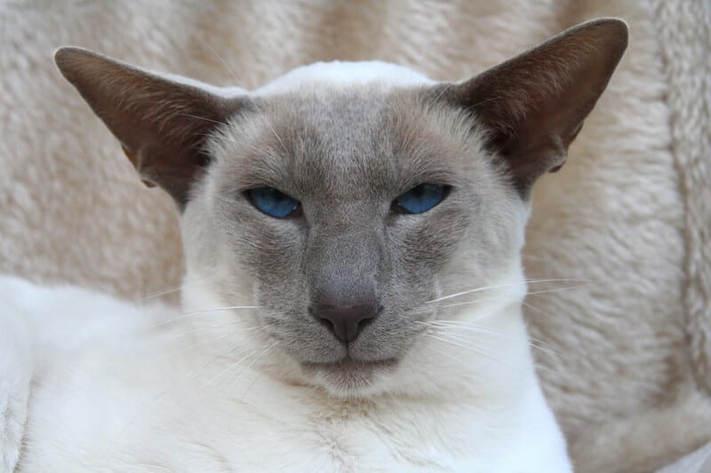 9 cat breed similar to siamese