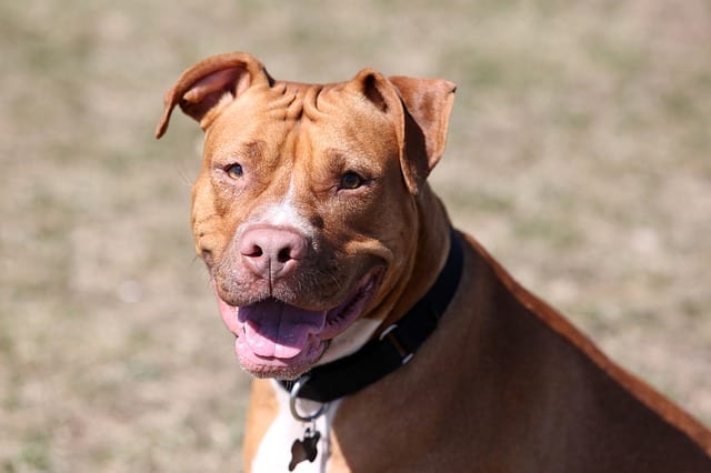 red-nosed-pit-bull-