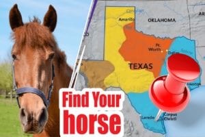 11 BEST REVIEWED HORSE BREEDERS IN TEXAS 2021 (HORSES FOR SALE)