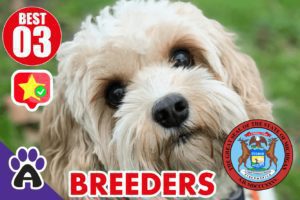 Best 3 Reviewed Cockapoo Breeders In Michigan 2021 (Puppies For Sale in MI)