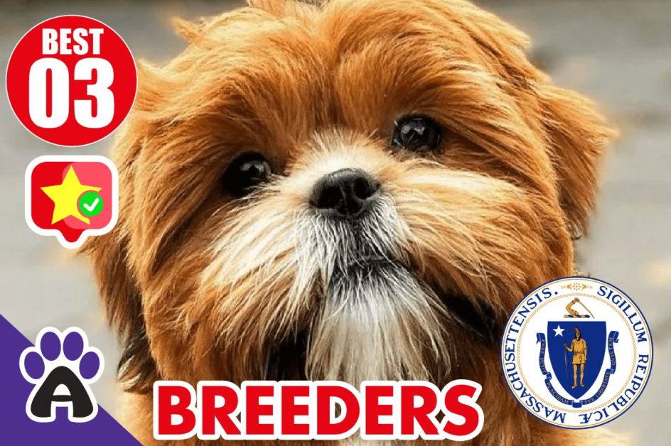 3 Best Reviewed Shih Poo Breeders In Massachusetts 2021 | Shih Poo Puppies For Sale in MA