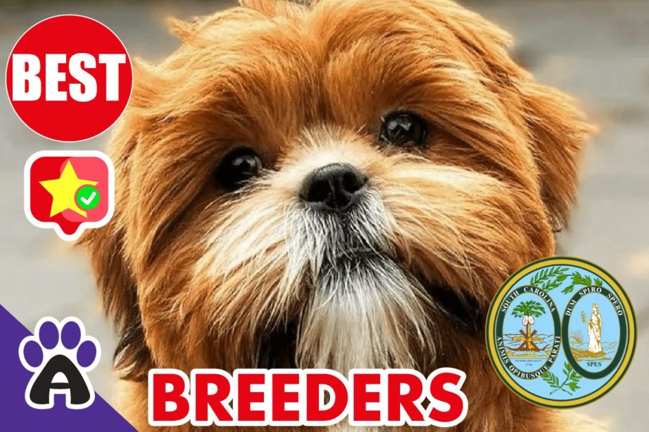Best Reviewed Shih Poo Breeders In South Carolina 2021 | Shih Poo Puppies For Sale in SC