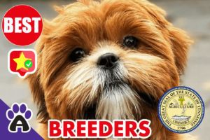 Best Reviewed Shih Poo Breeders In Tennessee 2021 | Shih Poo Puppies For Sale in TN