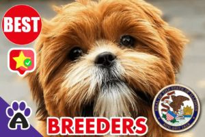 Best Reviewed Shih Poo Breeders In Illinois 2021 | Shih Poo Puppies For Sale in IL