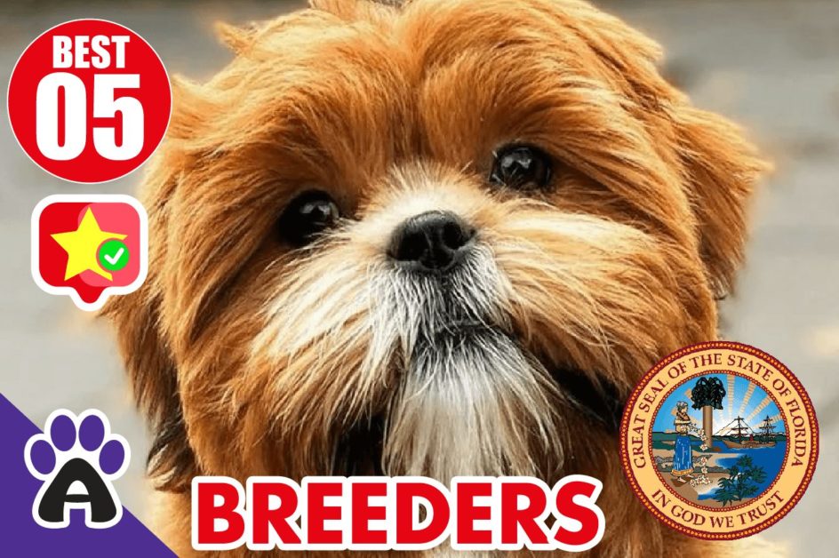 5 Best Reviewed Shih Poo Breeders In Florida 2021 | Shih Poo Puppies For Sale in FL