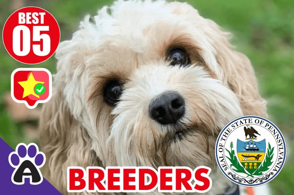 Best 5 Reviewed Cockapoo Breeders In Pennsylvania 2021 | Cockapoo Puppies For Sale in PA
