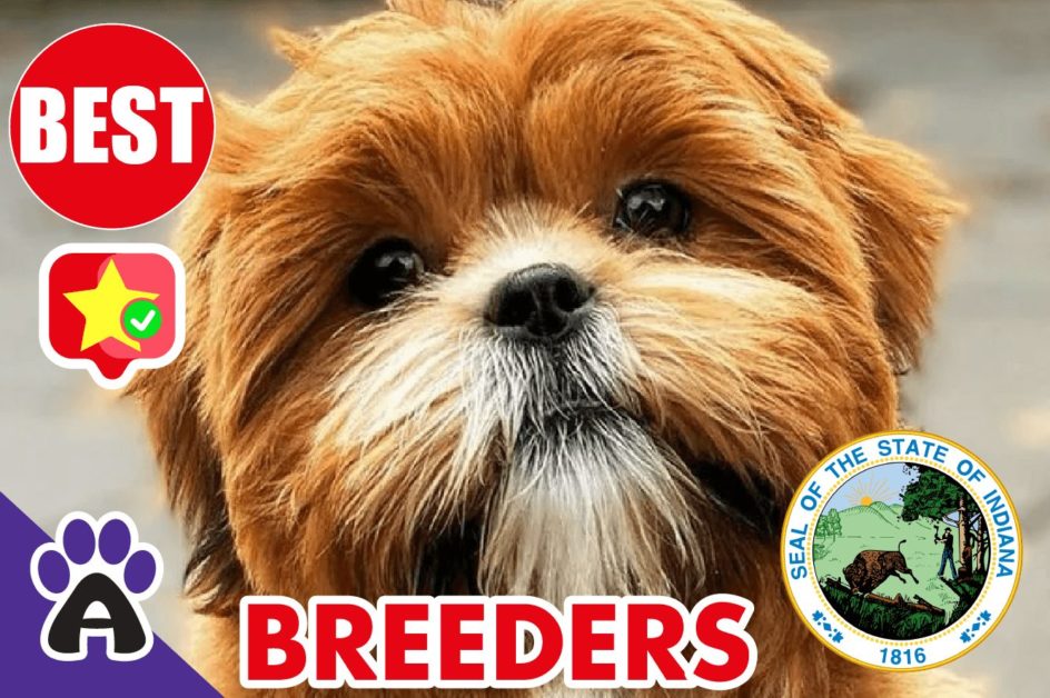 2 Best Reviewed Shih Poo Breeders In Indiana 2021 | Shih Poo Puppies For Sale in IN