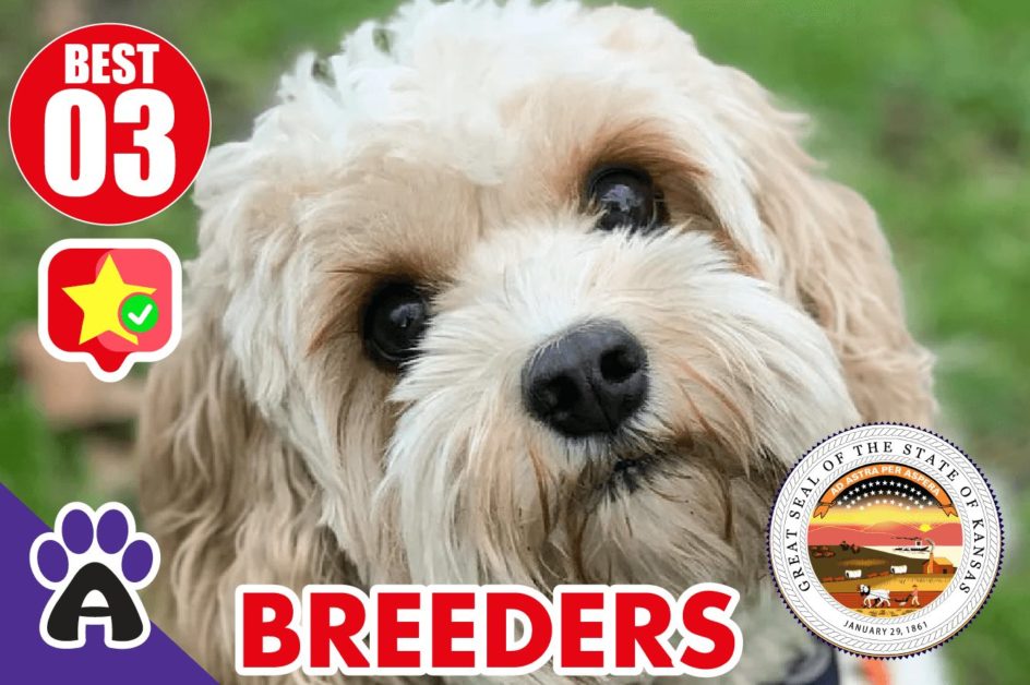 Best 3 Reviewed Cockapoo Breeders In Kansas 2021 (Puppies For Sale in KS)