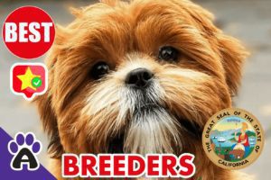 Best Reviewed Shih Poo Breeders In California 2021 | Shih Poo Puppies For Sale in CA