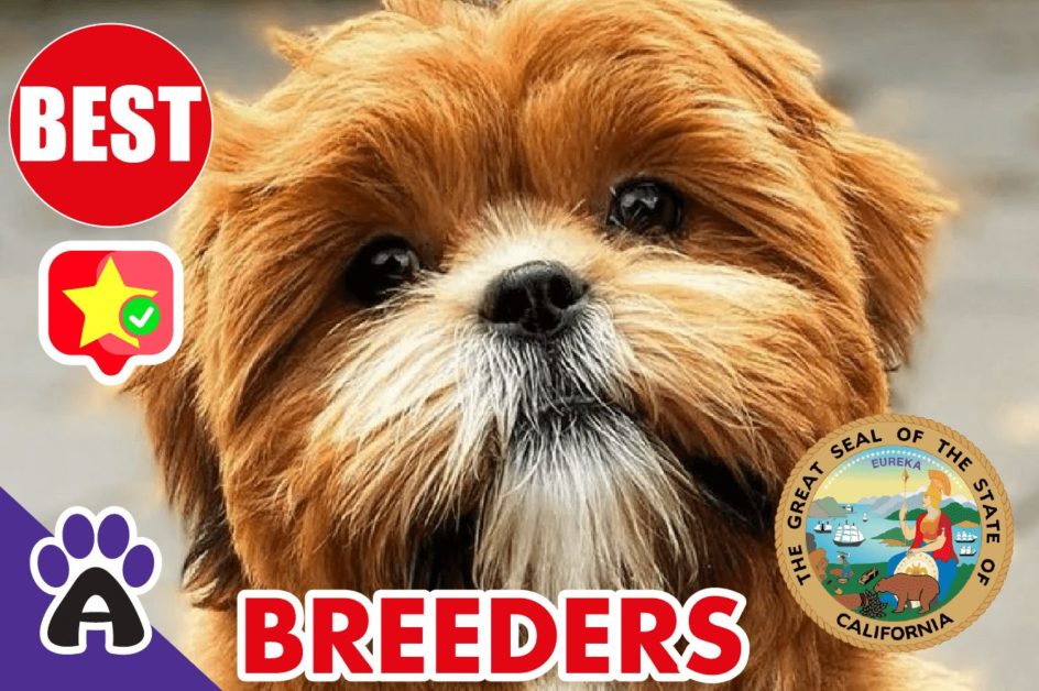 Best Reviewed Shih Poo Breeders In California 2021 | Shih Poo Puppies For Sale in CA