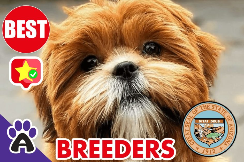 Best Reviewed Shih Poo Breeders In Arizona 2021 | Shih Poo Puppies For Sale in AZ
