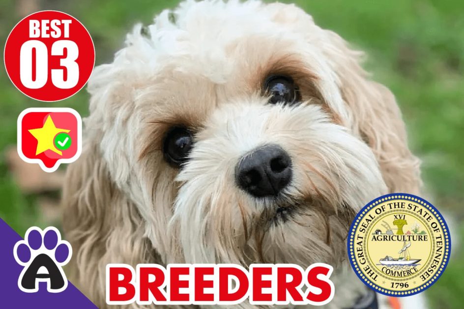 Best 3 Reviewed Cockapoo Breeders In Tennessee 2021 | Cockapoo Puppies For Sale in TN