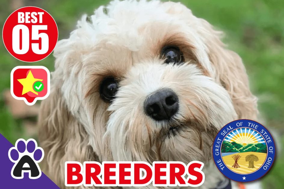 Best 5 Reviewed Cockapoo Breeders In Ohio 2021 | Cockapoo Puppies For Sale in OH
