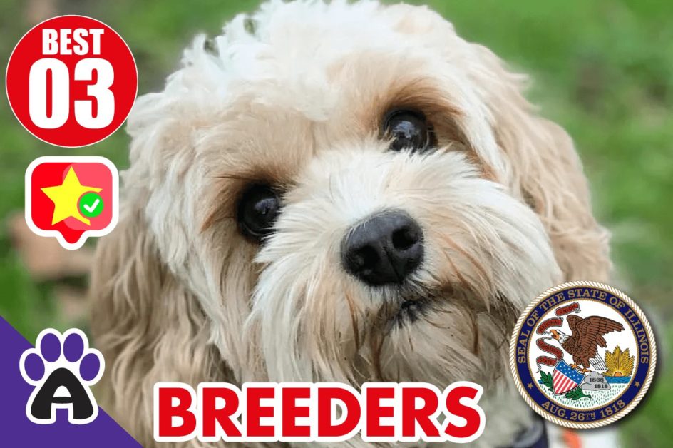 Best 3 Reviewed Cockapoo Breeders In Illinois 2021 | Cockapoo Puppies For Sale in IL