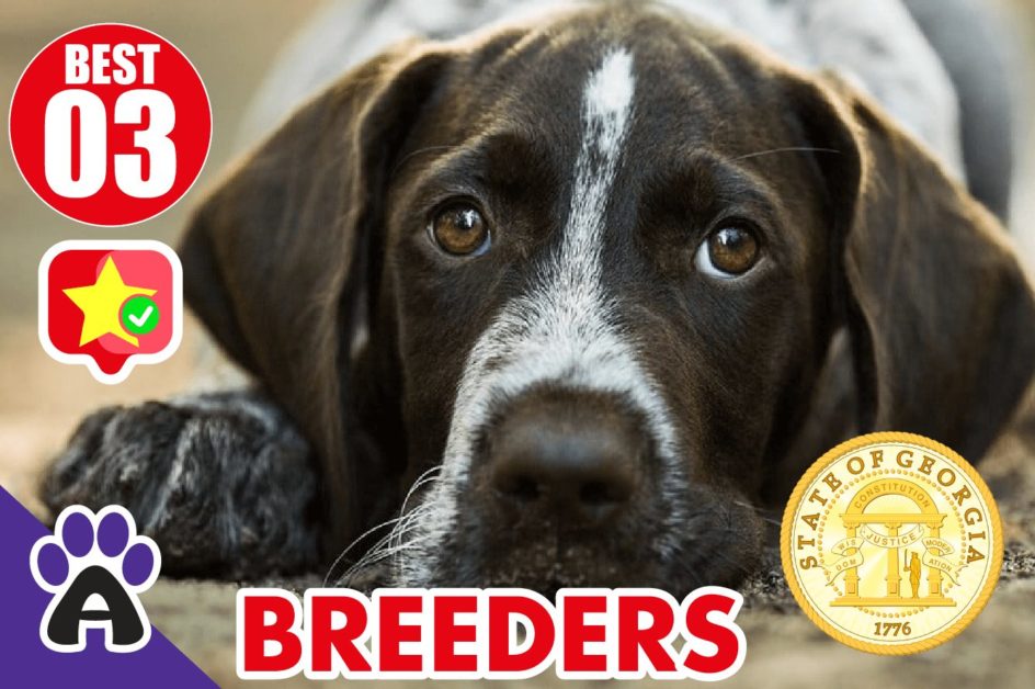 3 Best Reviewed German Shorthaired Breeders In Georgia 2021 | Puppies For GA