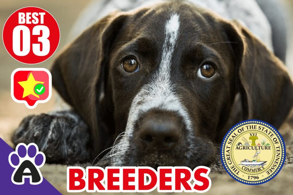 3 Best Reviewed German Shorthaired Breeders In Tennessee 2021 | Puppies For TN
