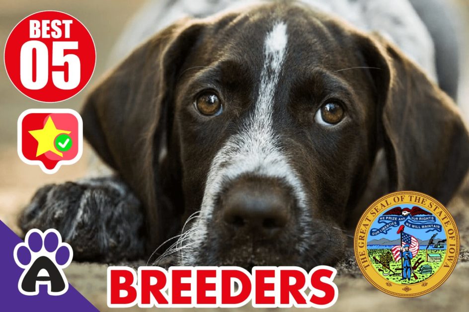 5 Best Reviewed German Shorthaired Breeders In Iowa 2021 | Puppies For IA