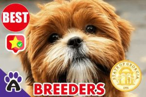 Best Reviewed Shih Poo Breeders In South Georgia 2021 | Shih Poo Puppies For Sale in GA