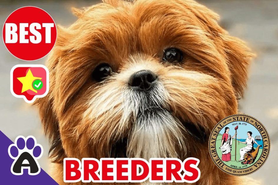 Best Reviewed Shih Poo Breeders In North Carolina 2021 | Shih Poo Puppies For Sale in NC