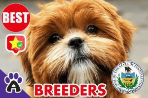 Best Reviewed Shih Poo Breeders In Pennsylvania 2021 | Shih Poo Puppies For Sale in PA