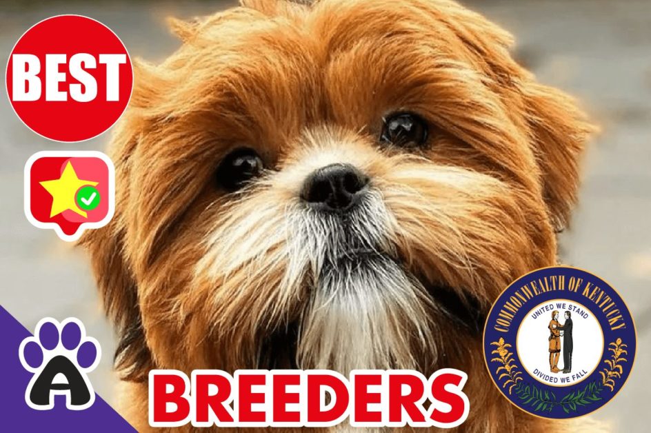 Best Reviewed Shih Poo Breeders In Kentucky 2021 | Shih Poo Puppies For Sale in KY