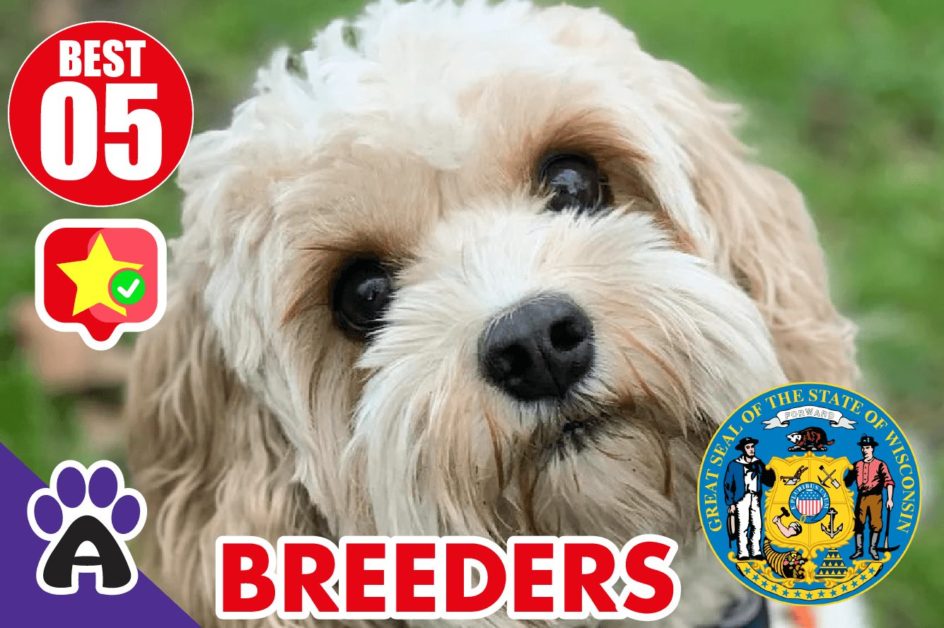 Best 5 Reviewed Cockapoo Breeders In Wisconsin 2021 | Cockapoo Puppies For Sale in WI