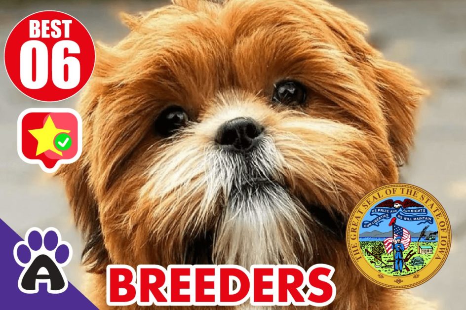 Best 6 Reviewed Shih Poo Breeders In Iowa 2021 | Shih Poo Puppies For Sale in IA