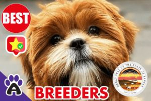 2 Best Reviewed Shih Poo Breeders In Kansas 2021 | Shih Poo Puppies For Sale in KS