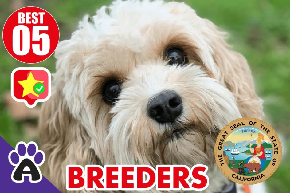 Best 5 Reviewed Cockapoo Breeders In California 2021 (Puppies For Sale in CA)