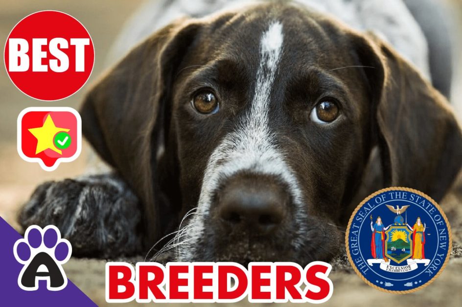 Best Reviewed German Shorthaired Breeders In New York 2021 | Puppies For NY