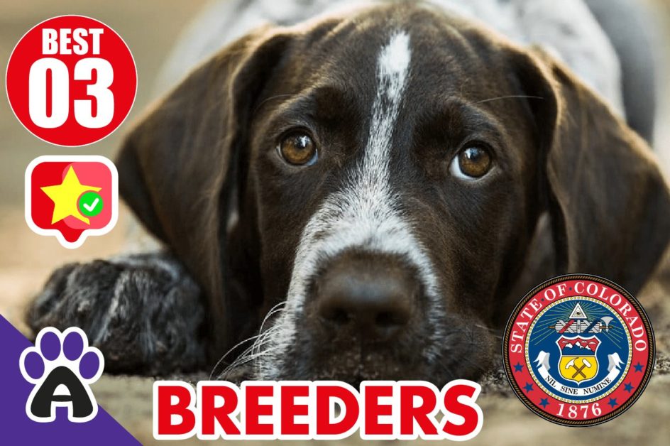 3 Best Reviewed German Shorthaired Breeders In Colorado 2021 | Puppies For CO