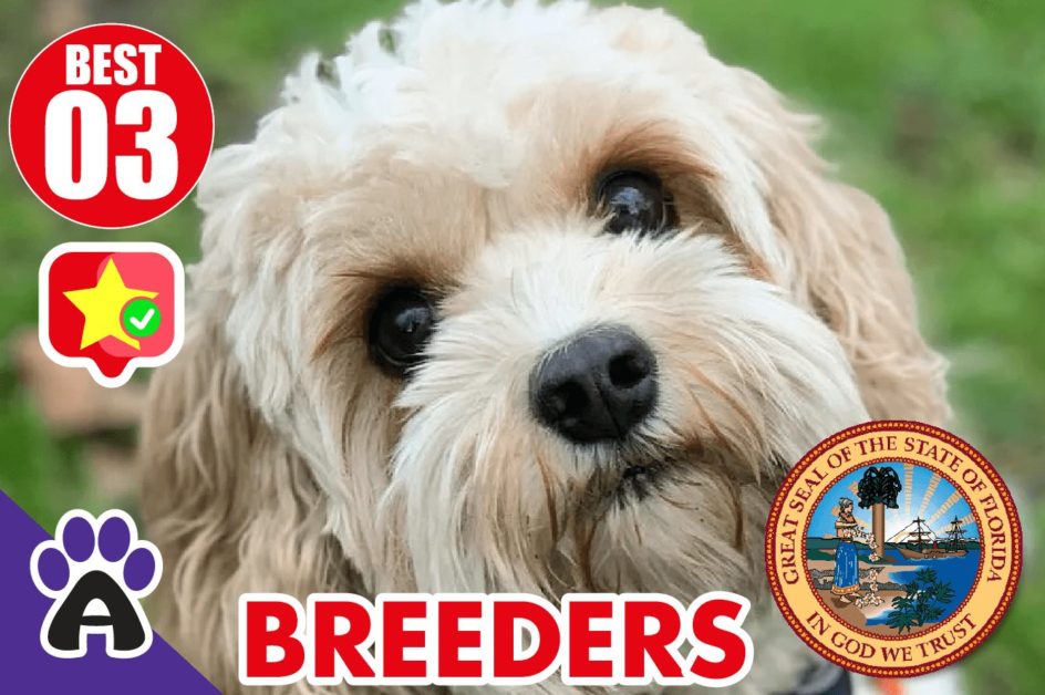Best 3 Reviewed Cockapoo Breeders In Florida 2021 | Cockapoo Puppies For Sale in FL