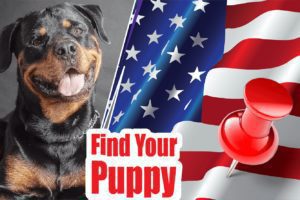 Best Reviewed Rottweiler Breeders (Puppies For Sale)