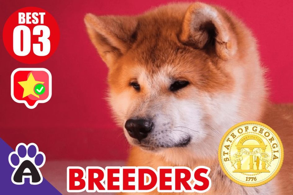 3 Best Reviewed Akita Breeders In Georgia 2021 (Puppies For Sale in GA)