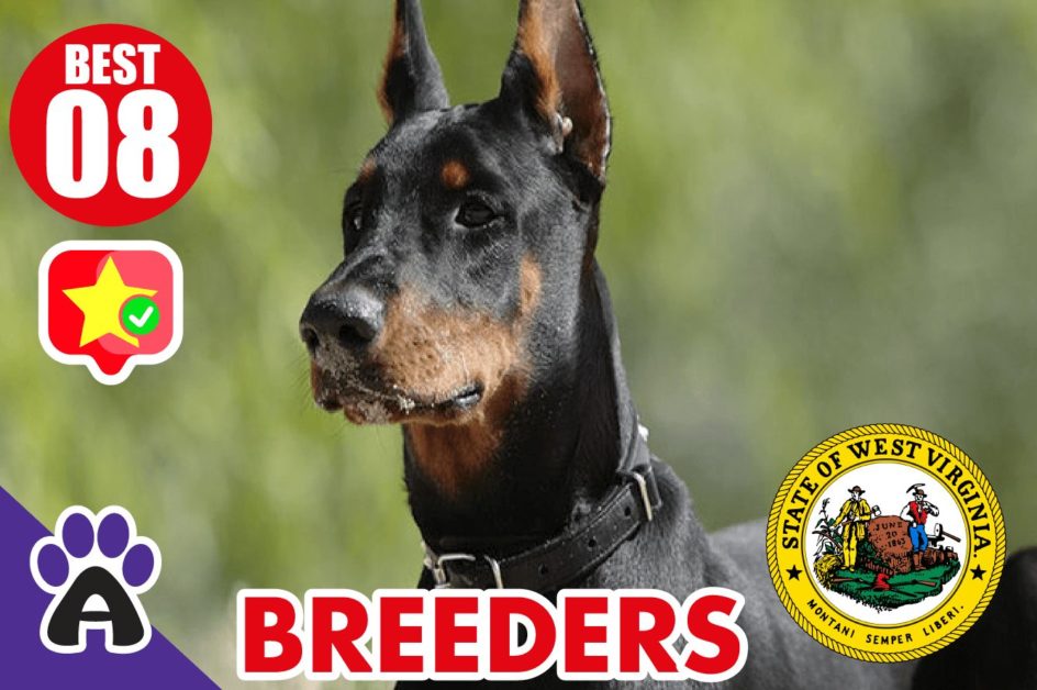 8 Best Reviewed Doberman Breeders In West Virginia 2021 (Puppies For Sale in WV)