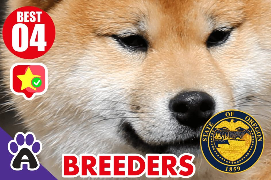 4 Best Reviewed Akita Breeders In Oregon 2021 (Puppies For Sale in OR)