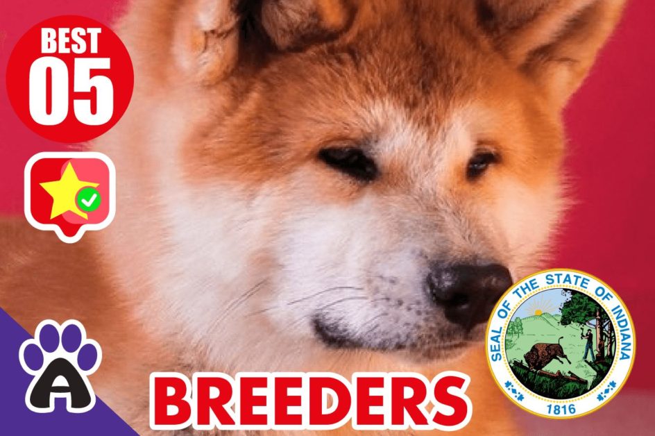 5 Best Reviewed Akita Breeders In Indiana 2021 (Puppies For Sale in IN)