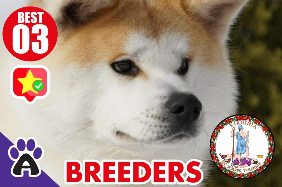 3 Best Reviewed Akita Breeders In Virginia 2021 (Puppies For Sale in VA)