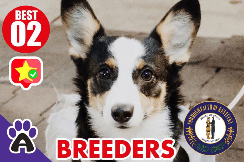 2 Best Reviewed Corgi Breeders in Kentucky 2021 (Puppies for Sale KY)