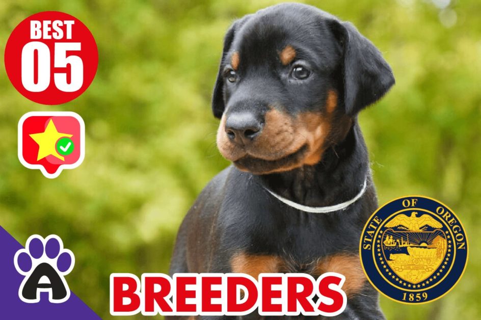 5 Best Reviewed Doberman Breeders In Oregon 2021 (Puppies For Sale in OR)