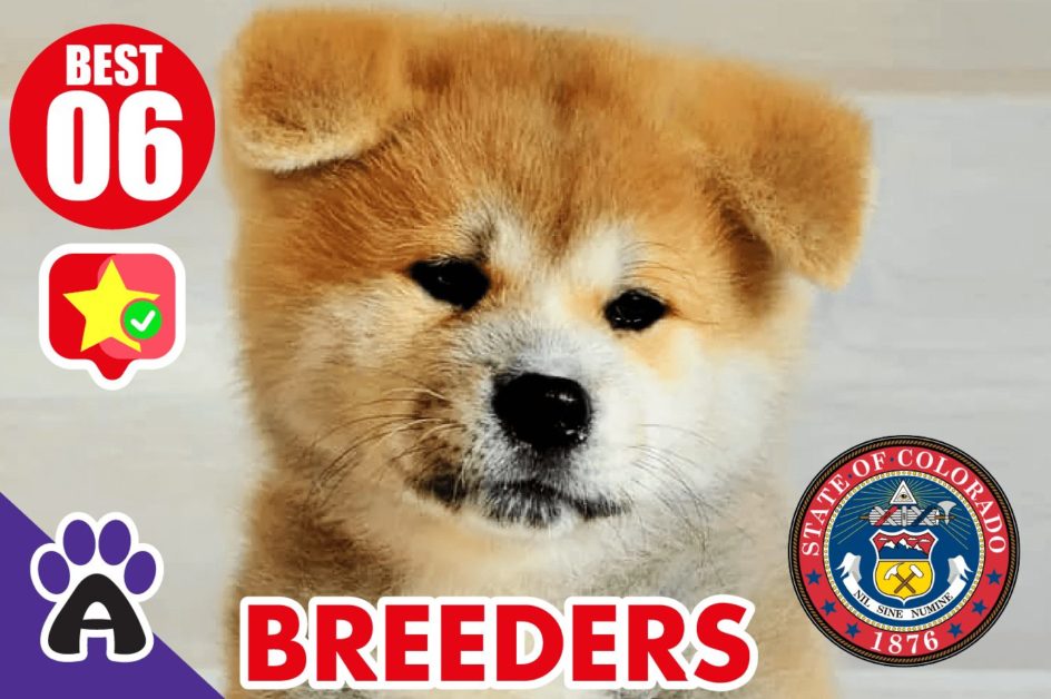 6 Best Reviewed Akita Breeders In Colorado 2021 (Puppies For Sale in CO)