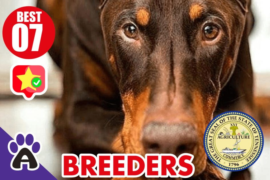 7 Best Reviewed Doberman Breeders In Tennessee 2021 (Puppies For Sale in TN)