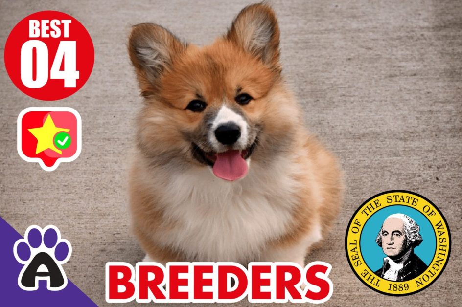 4 Best Reviewed Corgi Breeders in Washington 2021 (Puppies for Sale WA)