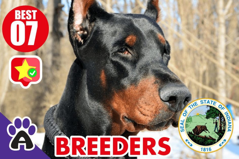 7 Best Reviewed Doberman Breeders In Indiana 2021 (Puppies For Sale in IN)